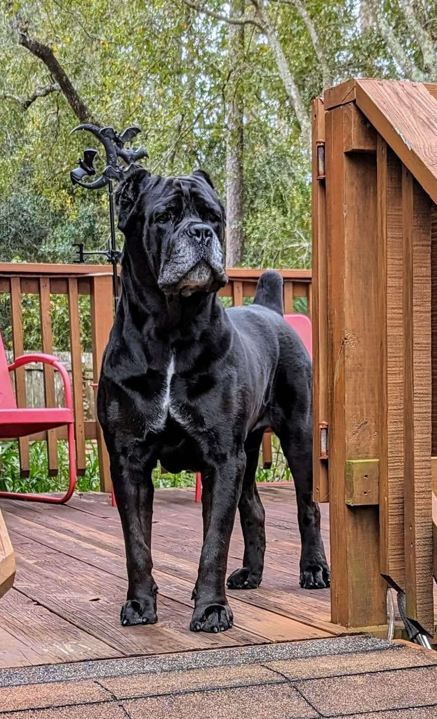 A Gator Country Cane Corsos dog