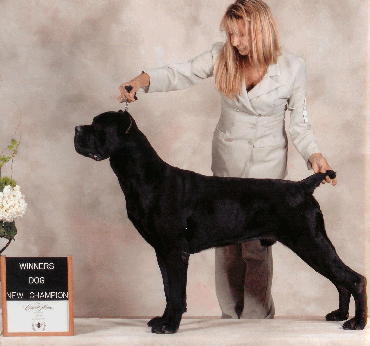 AKC Grand Champion Gator Country Voodoo